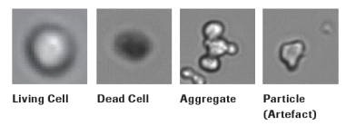 세포 상태에 따른 분류 이미지