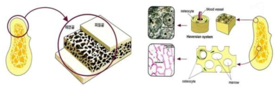 뼈의 구조(좌)와 치밀골과 해면골의 미세구조(우)