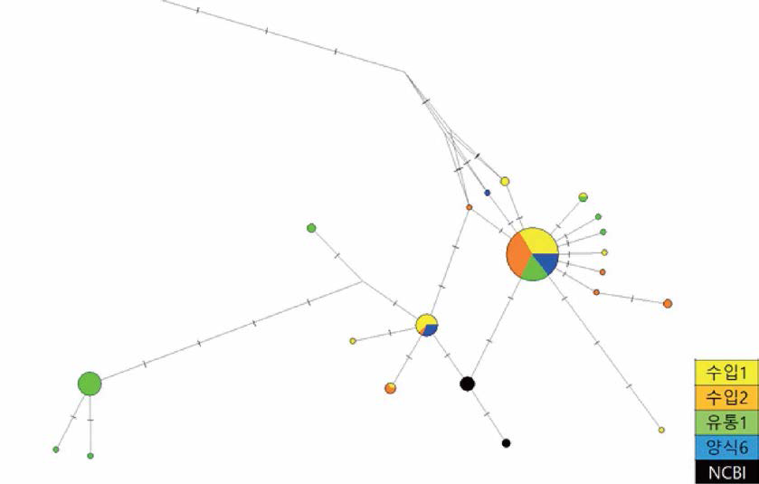 4개 업체 북방산개구리 111개체와 NCBI에서 확보한 COI 유전자에 대한 network tree