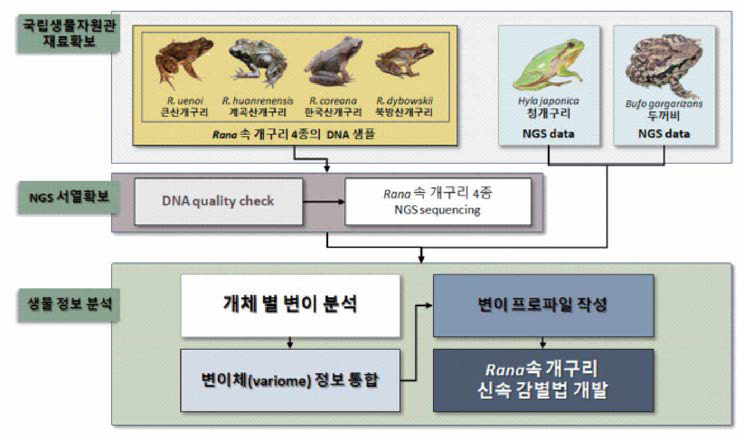개구리속 4종 개구리 신속감별을 위한 연구수행체계