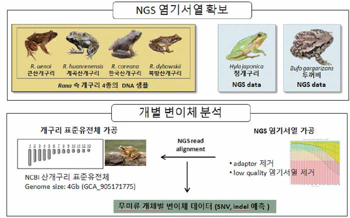개구리속 신속감별법 개발을 위한 변이체 분석 모식도