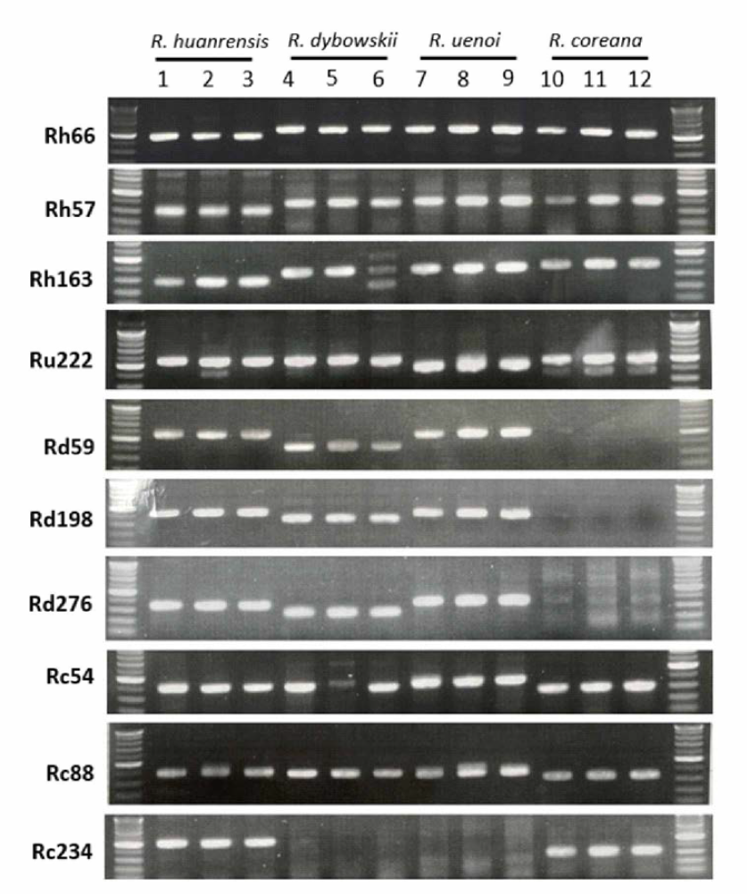 Rana 속 4종 신속감별법 10개 마커 PCR 결과