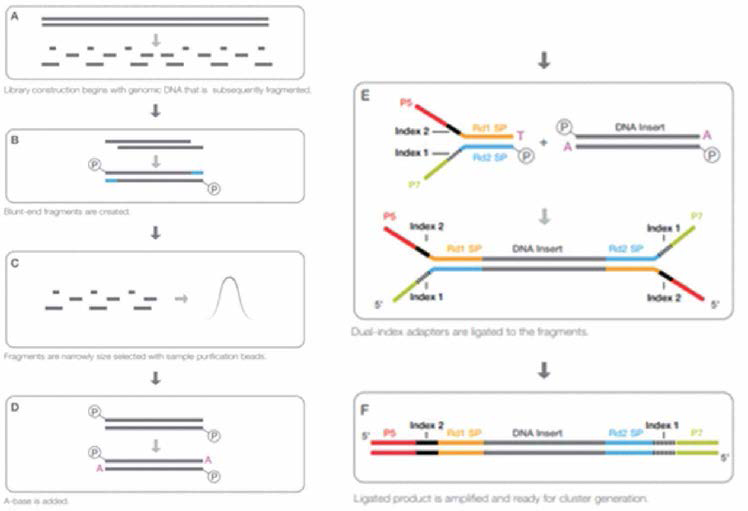 DNA library 제작 방법