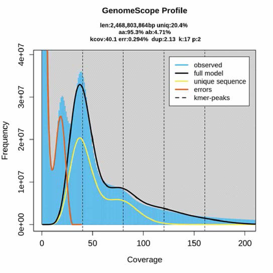 GenomeScope(K=17)을 이용한 무당개구리 유전체 예측 결과