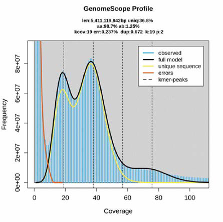 GenomeScope(K=19)을 이용한 무당개구리 유전체 예측 결과