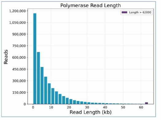 PacBio 결과로 생산된 polymerase reads 정보