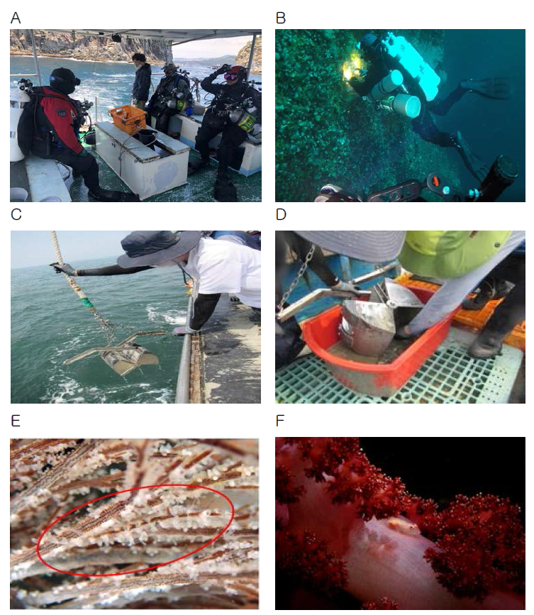 미탐사 서식지 현장 조사(조하대 및 공생성 생물). A, B: 스쿠버다이빙을 활용한 현장 조사(대심도 포함), C, D: 그랩 샘플러(grab sampler)를 이용한 조하대 연성기질 조사, E, F: 공생성 생물 숙주(히드라, 산호 등)