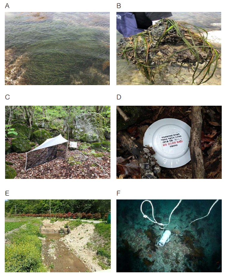 미탐사 서식지 현장 조사(잘피군락, 지중구간 및 기타 서식지). A, B: 잘피(새우말) 군락 및 새우말 기저부, C, D: 지중구간 말레이즈 트랩 및 피트폴트랩, E, F: 기타 서식지(하천, 항만) 조사