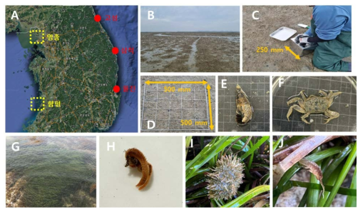 생물다양성 모니터링 조사 방법 및 결과. A, 조사 정점; B, 연안습지 조사지역 전경; C, 코어러를 이용한 정량조사; D, 방형구를 이용한 정량 조사; E, 갯고둥; F, 칠게;, G, 잘피(새우말)군락 전경; H, 둥근다리모자갯지렁이; I, 말똥성게; J, 세가시갯가좀