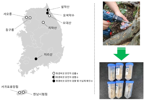 채집지역의 위치 및 목재칩 샘플 채집 과정