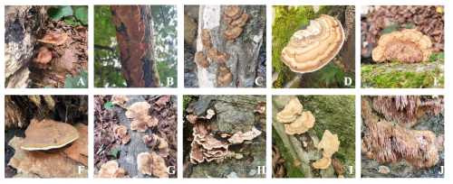 화경버섯 서식 서어나무 확보한 자실체 표본, A. Armillaria gallica, B. Cerrena consors, C. Daedaleopsis confragosa, D. Fomes fomentarius, E. Fuscoporia gilvoides, F. Ganoderma applanatum, G. Microporus vernicipes, H. Steccherinum bourdotii, I. Stereum subtomentosum, J. Radulomyces paumanokensis