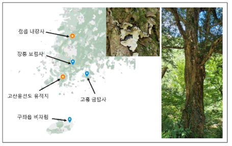 솔비늘버섯의 서식지 확인과 비자나무