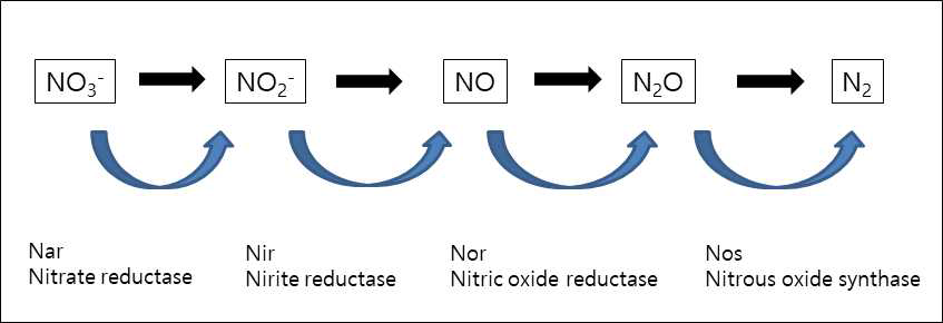 탈질 유전자 및 질소 환원 모식도