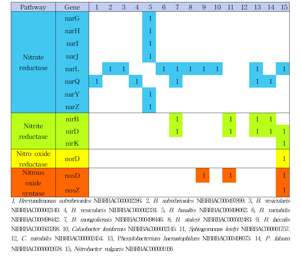 탈질 유전자 경로 및 균주별 유전자 정보