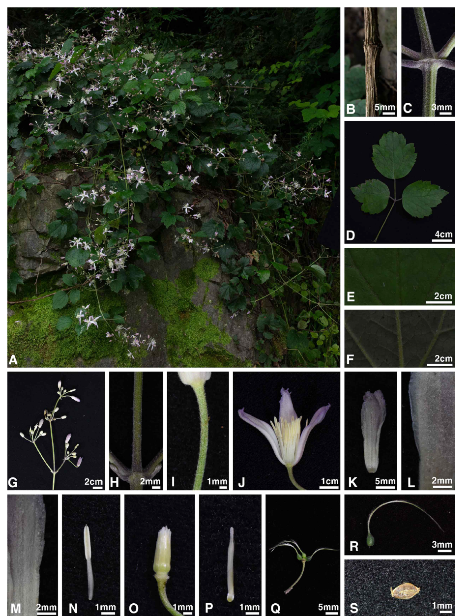 덩굴조희풀 도판. A. 식물체, B. 목질화 줄기, C. 초본성 줄기, D-F. 잎(E, 향측면; F, 배측면), G. 화서, H. 화경, I. 소화경, J. 꽃, K-L. 꽃받침(L, 향측면; M, 배측면), N. 수술, O-P. 암술, Q. 수과들 집합체, R. 수과, S. 종자