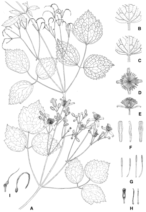 덩굴조희풀 도해. A. 식물체, B. 잎의 향측면, C. 잎의 배측면, D. 꽃(상단면), E. 꽃(측면), F. 꽃받침, G. 수술, H. 암술, I. 열매