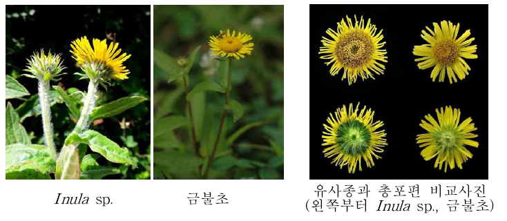 Inula sp. 관련사진