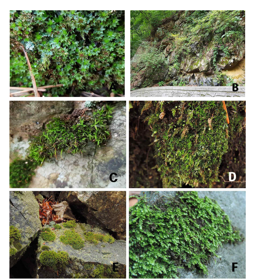 미기록 선태식물. A, B. Bryum neelgheriense var. wichurae, C. Diphyscium chiapense subsp. unipapillosum, D. Diphyscium foliosum, E. Ptychomitrium gardneri