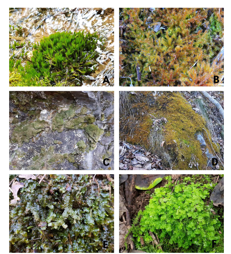 강원도 동강 일대의 주요 선태식물. A. 가는물봉황이끼, B. 변덕이끼, C. 흙석회이끼, D. 석회털깃털이끼, E. 동강세줄이끼, F. 꽃잎우산이끼