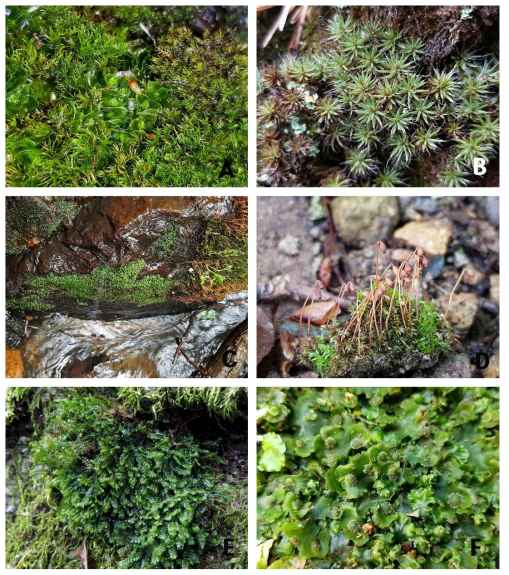 경상북도 울릉도 일대의 주요 선태식물. A. 옥구슬이끼, B. 침솔이끼, C. 물봉황이끼, D. 초롱수세미이끼, E. 빗타날개이끼, F. 털우산이끼