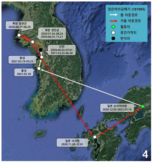 검은머리갈매기(ID 181995)의 이동경로