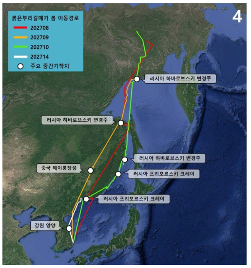 붉은부리갈매기 4개체의 봄 이동경로 및 주요 중간기착지