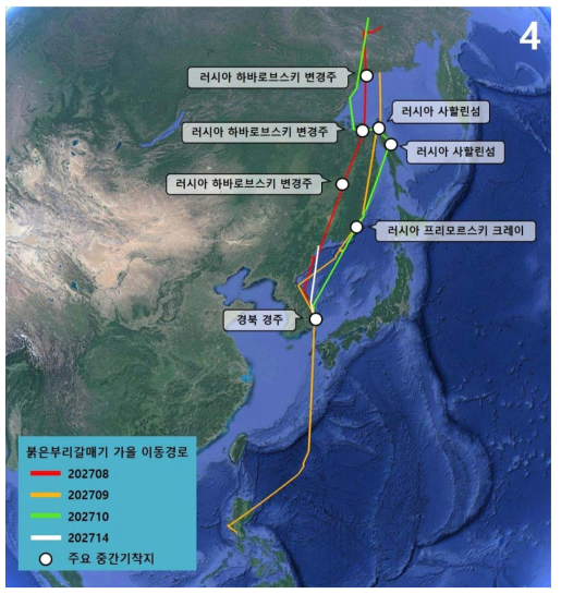 붉은부리갈매기 4개체의 가을 이동경로 및 주요 중간기착지