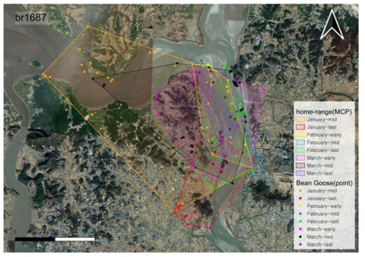 큰기러기(ID 1687)의 월동기 기간별 행동권 분석