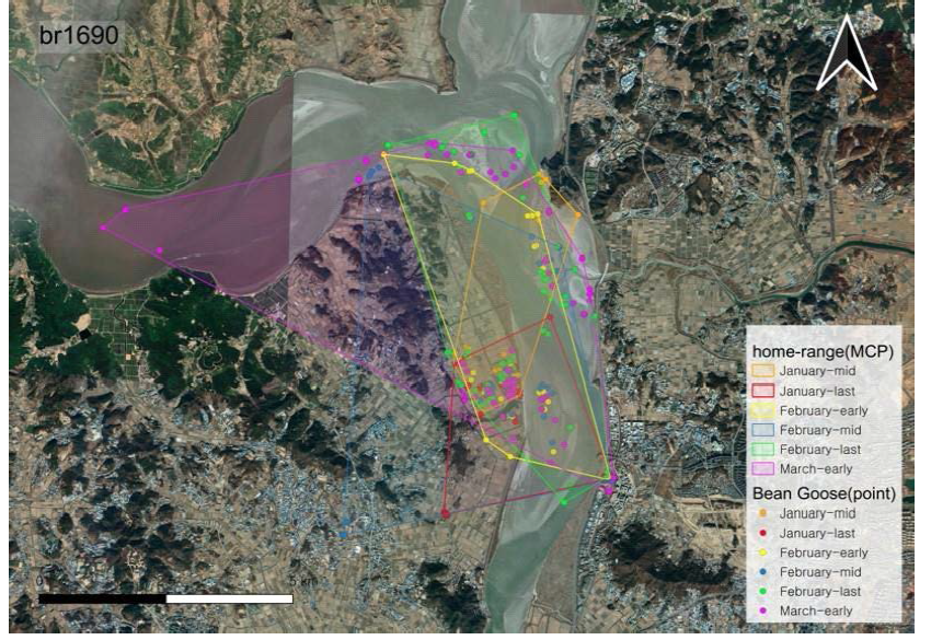 큰기러기(ID 1690)의 월동기 기간별 행동권 분석