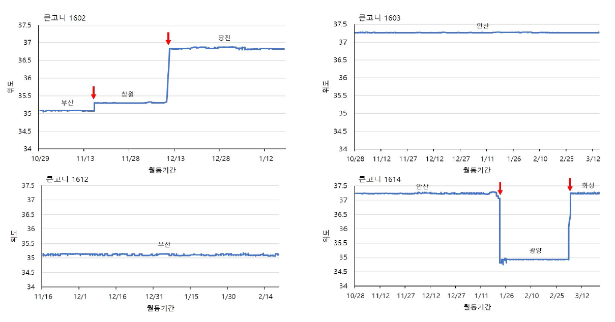 큰고니 개체별 국내 월동기간 위도 변화