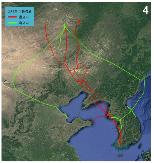 고니류 2종의 이동경로
