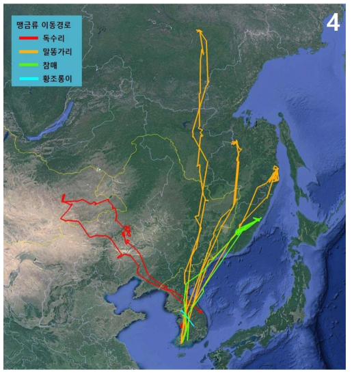 맹금류 4종의 이동경로