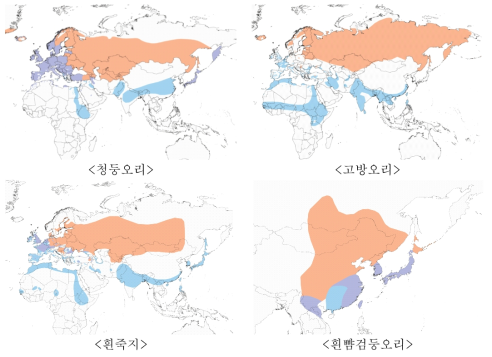 대표적인 오리류 분포권(자료 출처:Birds of World)