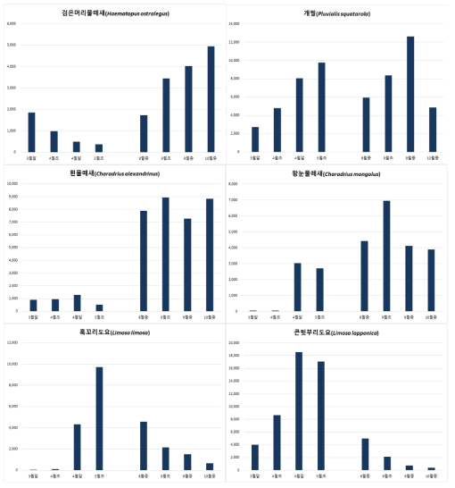 도요물떼새 주요종의 시기별 개체수 변화