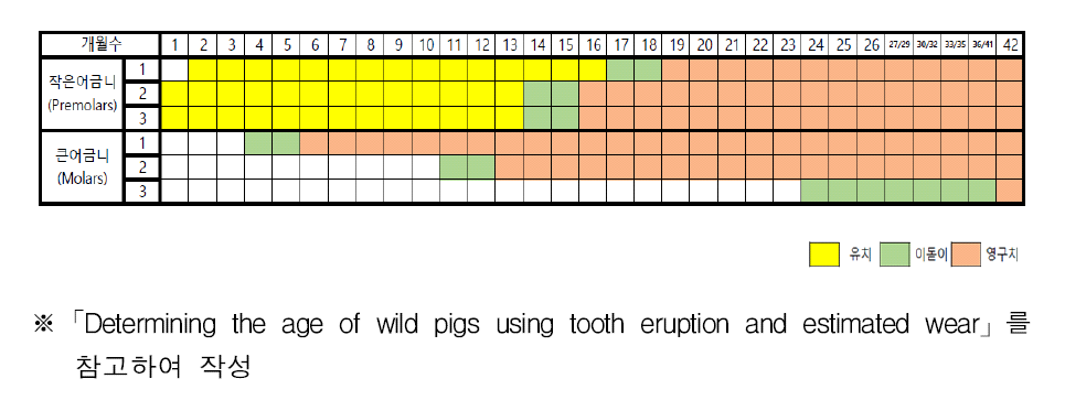 멧돼지 개월수별 어금니 발달현황 기준표