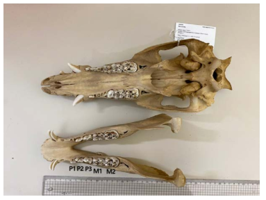 멧돼지 두개골(작은어금니 P1∼P3, 큰어금니 M1, M2, 14∼15개월 추정)