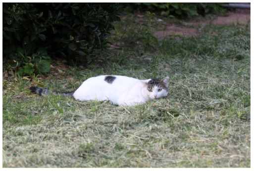 다람쥐 포식동물인 고양이