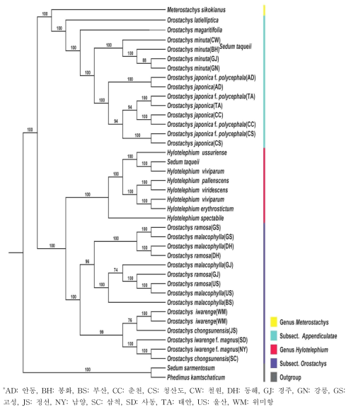 핵DNA의 염기서열을 이용한 Maximum likelihood(ML) tree