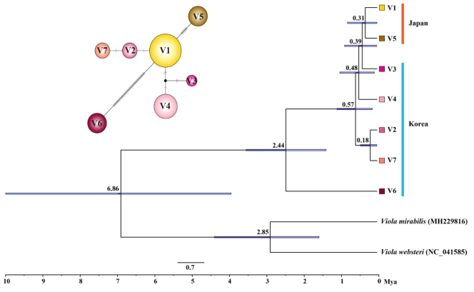 분석된 선제비꽃 7개 단상형의 TCS 네트워크 및 유전적 분기시간