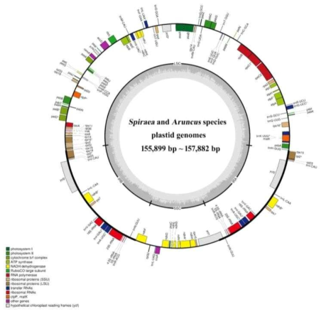 조팝나무속 및 눈개승마속 식물의 엽록체 유전체 지도