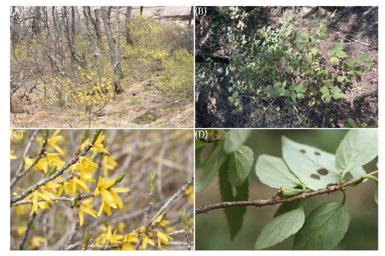 만리화의 집단(A) 및 개체(B), 개화기(C), 결실기(D) 사진