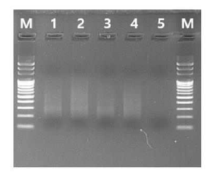 GBS library 제작을 위한 purification 결과 확인을 위한 전기영동 사진