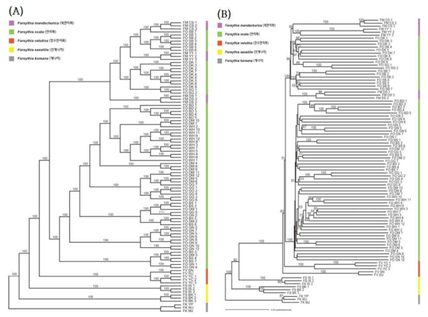 SNPs를 이용한 Maximum Likelihood (A) 및 Neighbor Joining (B) 계통분석 결과