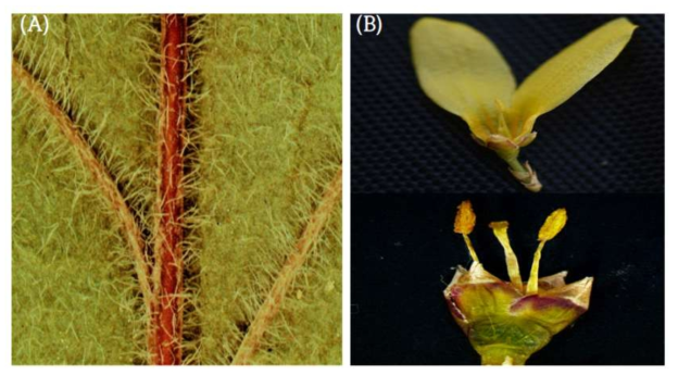북만리화 잎 이면 털(A) 및 암술 형태(B)
