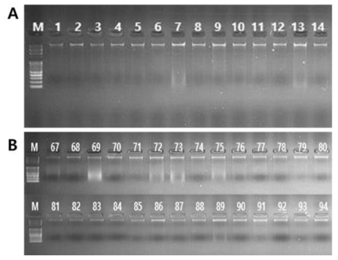 gDNA 질 확인(A. 번호 1~14는 D1 개체군의 14개 샘플, B. 번호 67~94는 D5와 D6 개체군 각 14개 샘플)