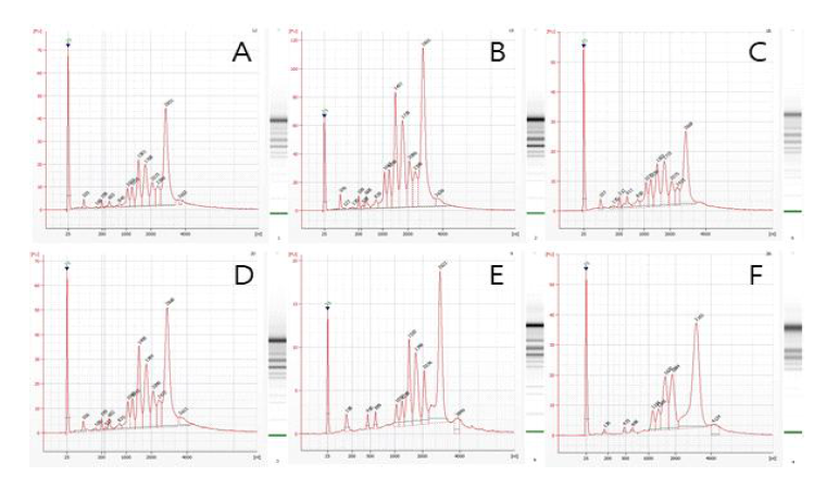 제주고사리삼(A-D), 산꽃고사리삼(E) 그리고 나도고사리삼(F)의 RNA QC 결과(A. MA_LF01, B. MA_LF04, C. MA_LF07, D. MA_LF09,E. BO_01, F. OP_02)