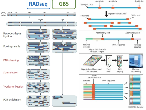 RADseq과 GBS 기법 수행 절차: A. RADseq과 GBS 라이브러리 제작 과정, B. GBS 과정 모 식도. 제한효소(ApeKI)로 유전체(genomic DNA)를 절단하고, Illumina 어댑터와 개체식별 바코드를 DNA 절편 양 끝에 붙이고 증폭시킨 후 시퀀싱하는 전 과정을 간략하게 나타냄(Davey et al. 2011)