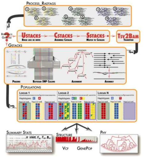 Stacks 파이프라인에 기초한 GBS 및 RADseq 데이터 가공 및 분석 과정 (Rochette et al 2019)