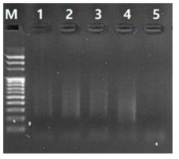 GBS library 전기영동 사진(1. Thalictrum GBS library set 1; 2. Thalictrum GBS library set 2; 3. Thalictrum GBS library pooling; 4. Positive control; 5. Negative control