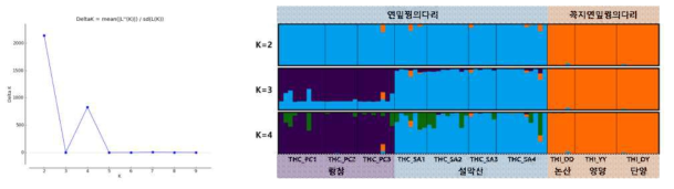 연잎꿩의다리 및 꼭지연잎꿩의다리 집단의 Structure 분석 결과(좌: Structure harvester, 우: K=2, 3, 4에서 유전적 군집)